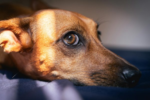 Goutte otite chien : des solutions efficaces pour un bien-être optimal