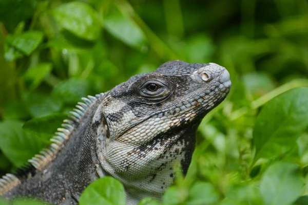 Quels sont les bienfaits de la lumière UVB pour les lézards à collerette?