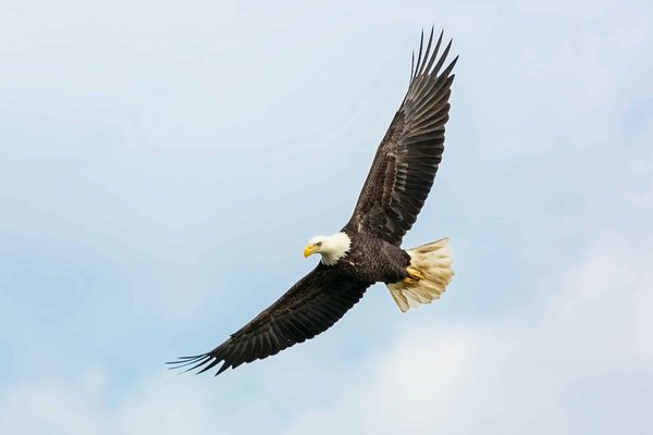 Quelles sont les techniques de chasse des aigles royaux?